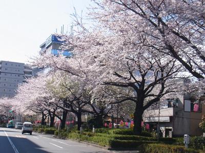 外壁塗装・杉並区現場取材中の満開の桜(江口さん撮影)